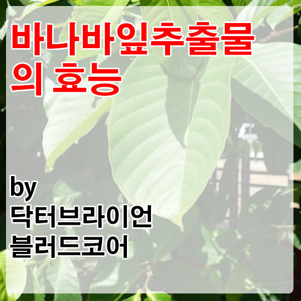 바나바잎추출물 효능으로 혈당 관리 돕는 닥터브라이언 블러드코어